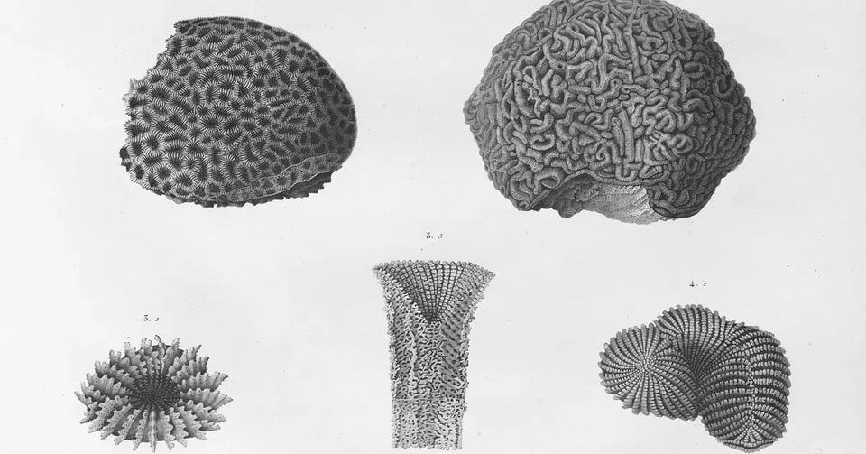 An antique black and white scientific illustration of five different types of corals